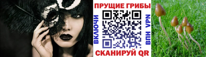 Галлюциногенные грибы Cubensis Алексин